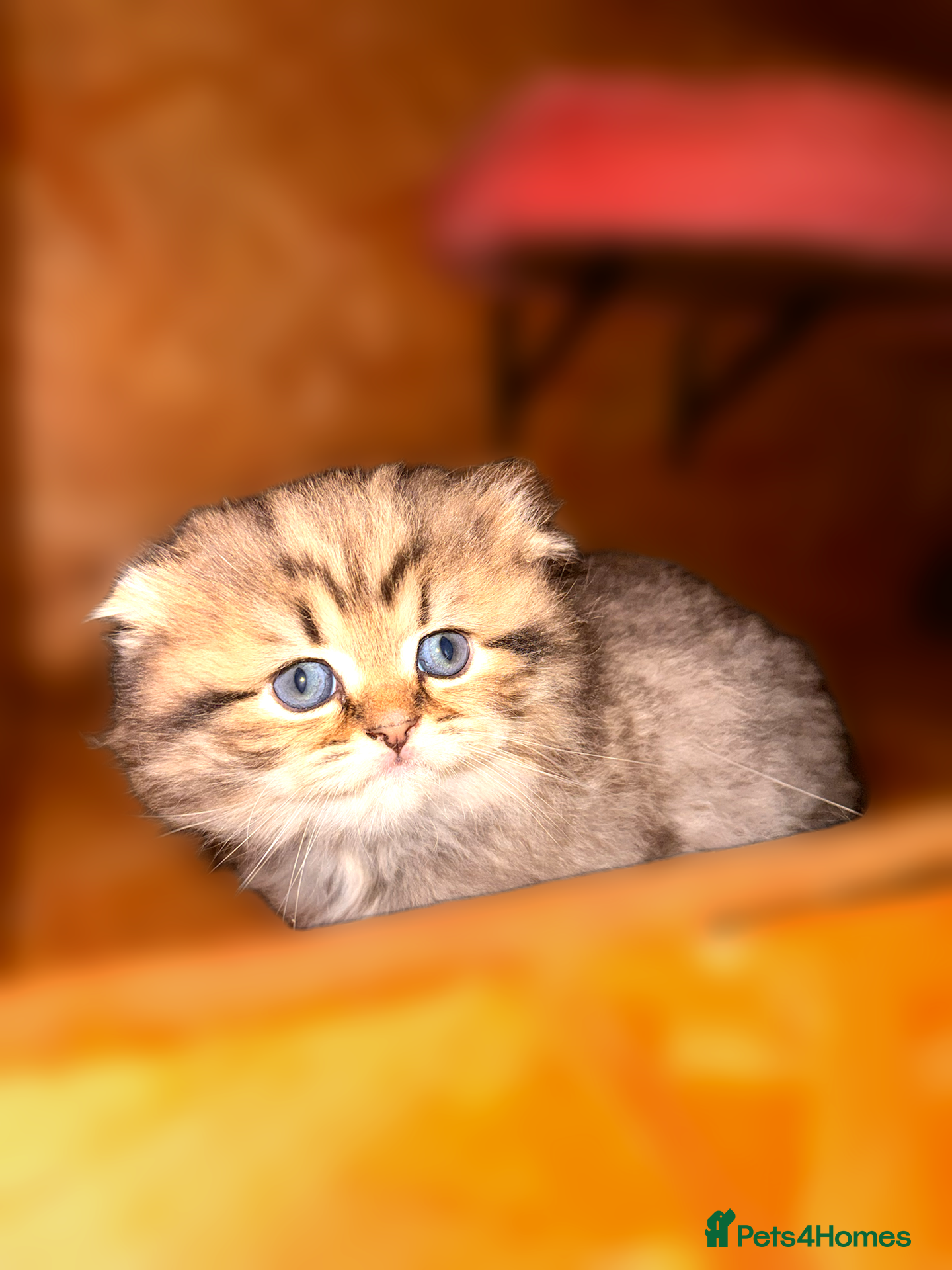 Scottish Fold cats for sale: Beautiful Rainbow litter available to reserve - Advert 1
