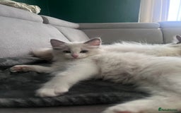 Ragdoll cats for sale: Stunning male Ragdoll kittens only 2 left - Image 31