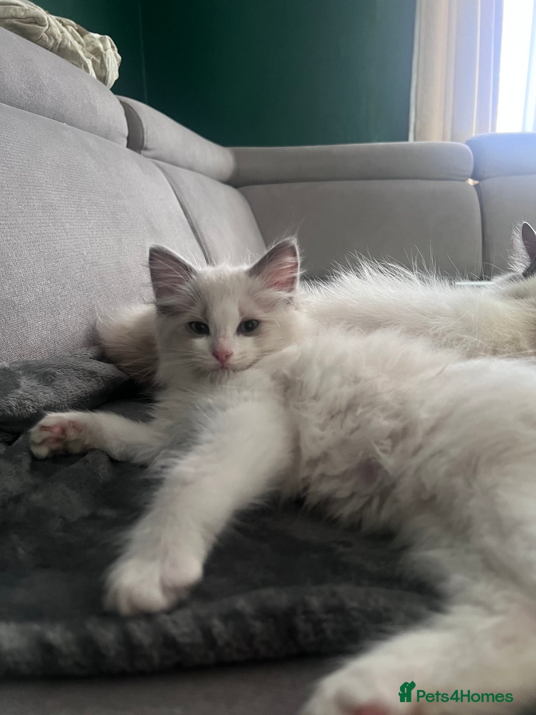 Ragdoll cats for sale: Stunning male Ragdoll kittens only 2 left - Image 31