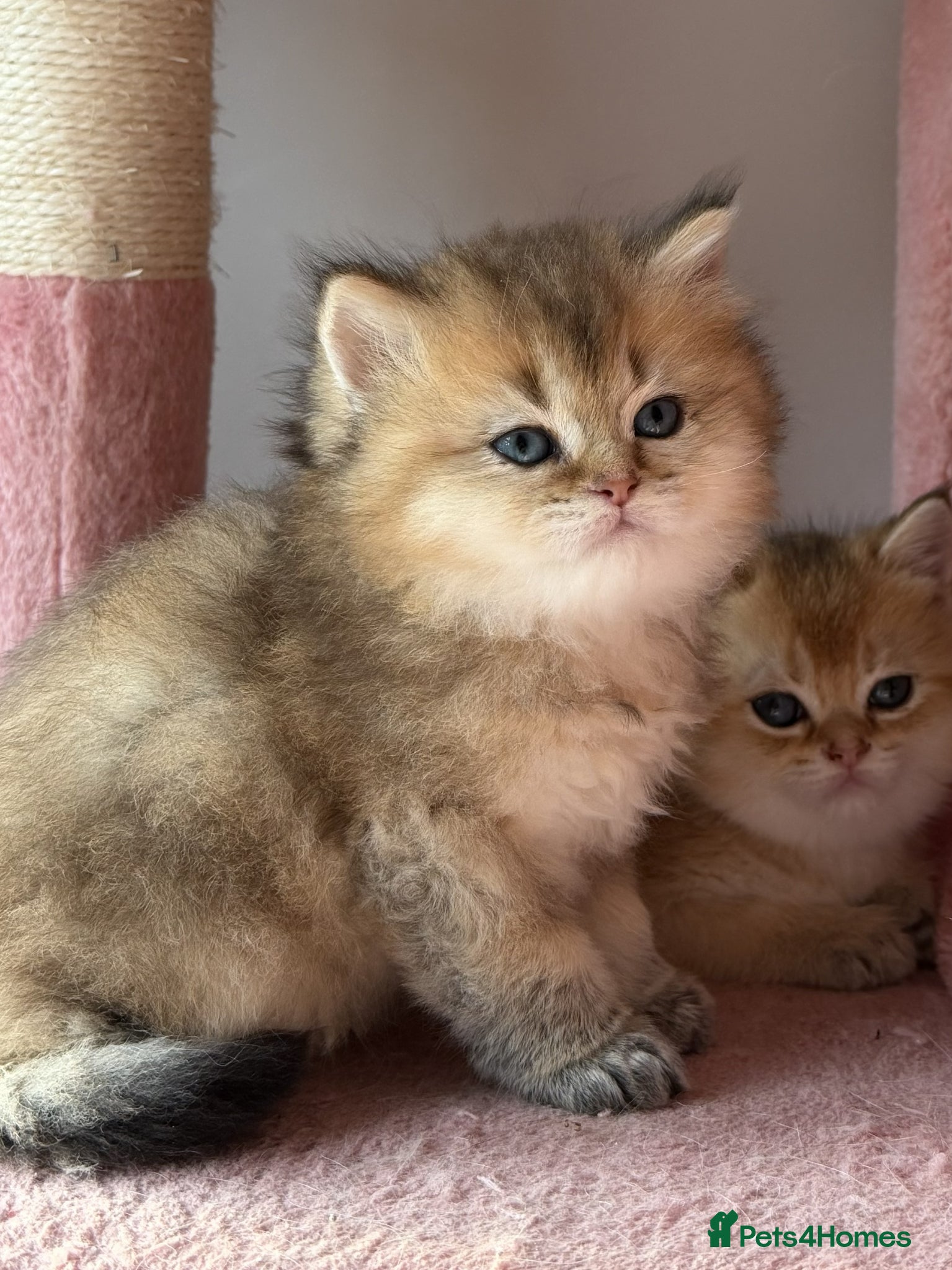 British Shorthair cats looking for a new home !!!! VACCINATED MICROCHIPED - Advert 15