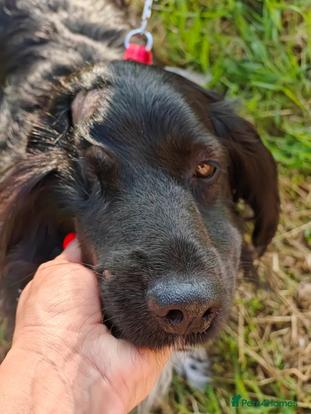 Cocker Spaniel dogs for adoption: 💖🐶 MIKA 🐶💖 - Image 16