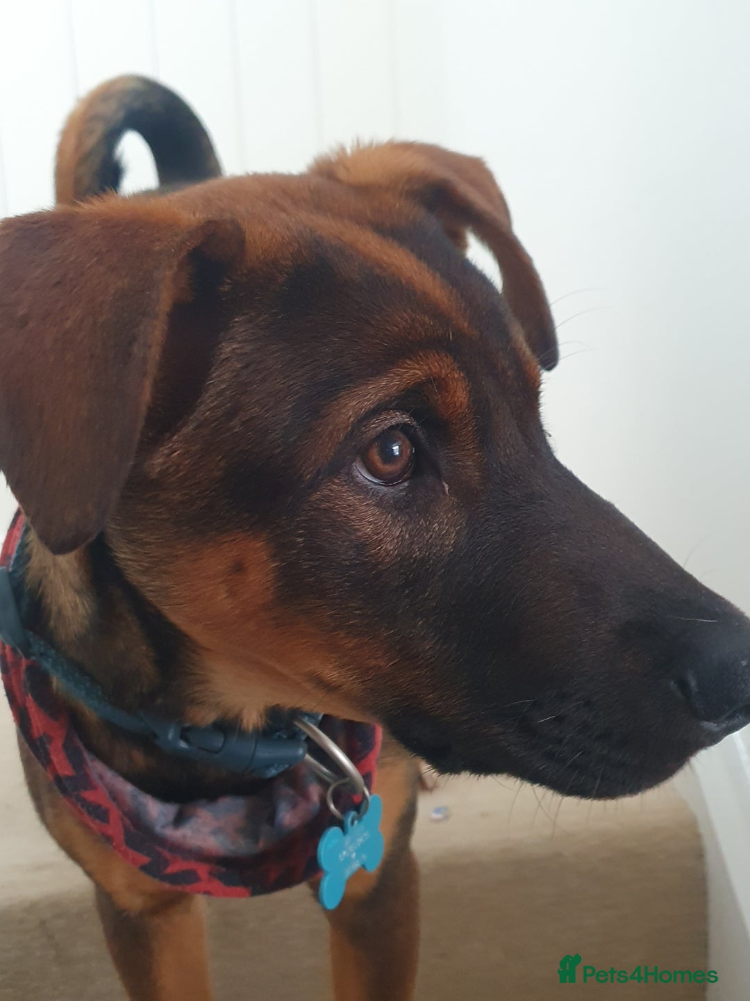 Mixed Breed dogs for sale: Doberman x akita 4 and half mths old - Advert 2