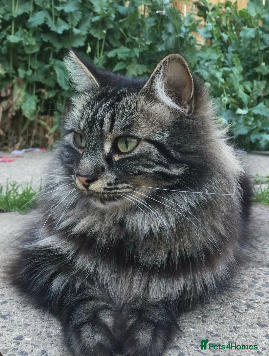 Mixed Breed cats for sale: Male Ragdoll/ Norwegian Forest cross kittens - Image 12
