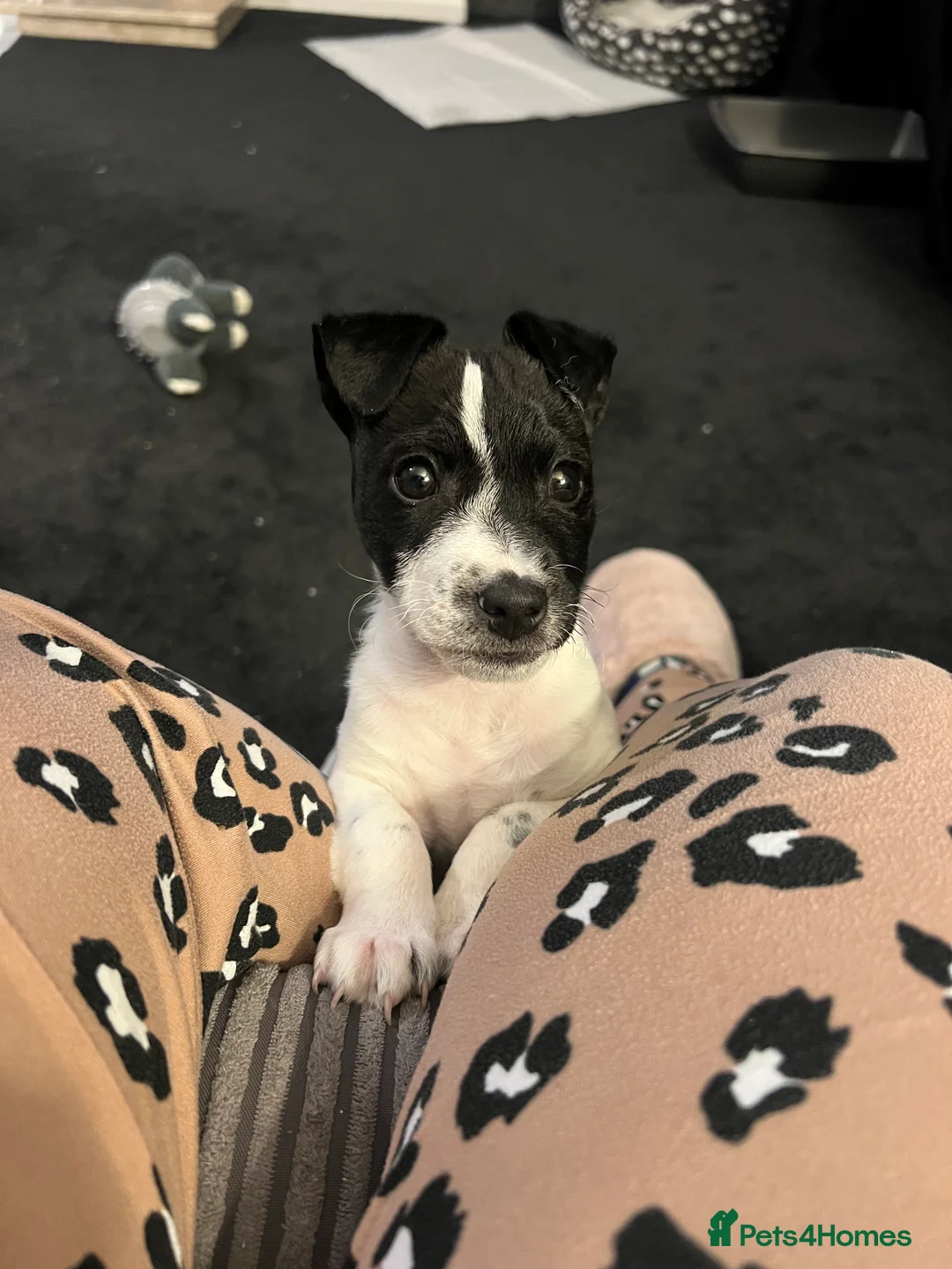 Jack Russell dogs for sale: Female Jack Russel  - Advert 18