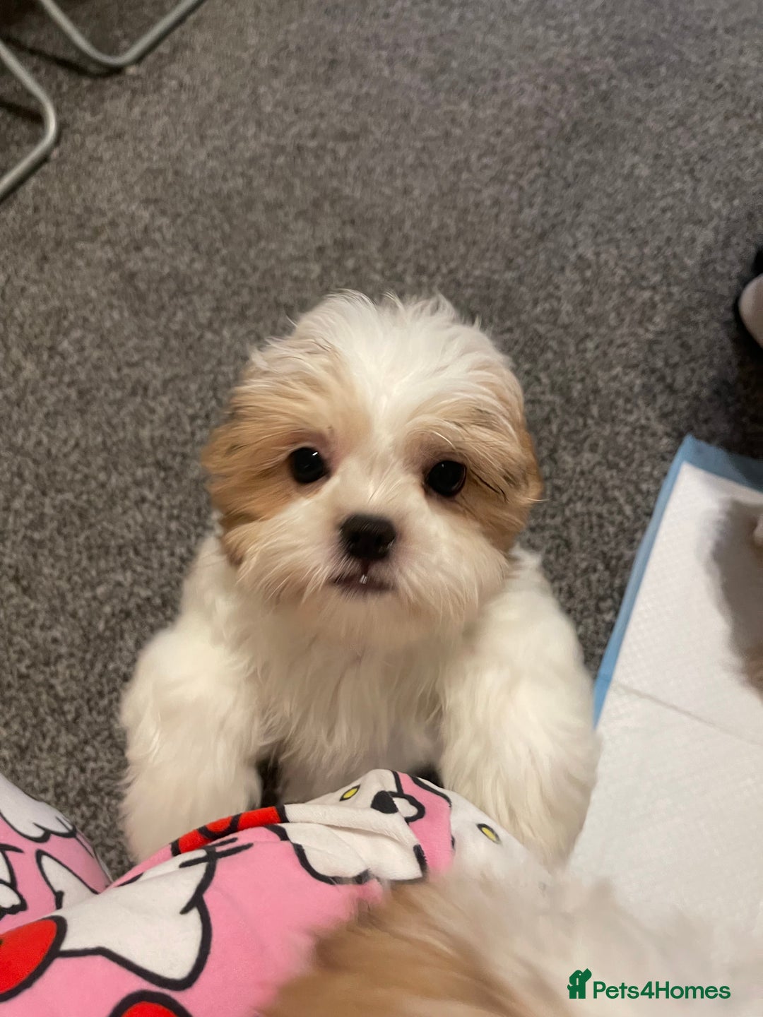 Shih Tzu dogs for sale: Standard pure bred Girl puppy. - Advert 5