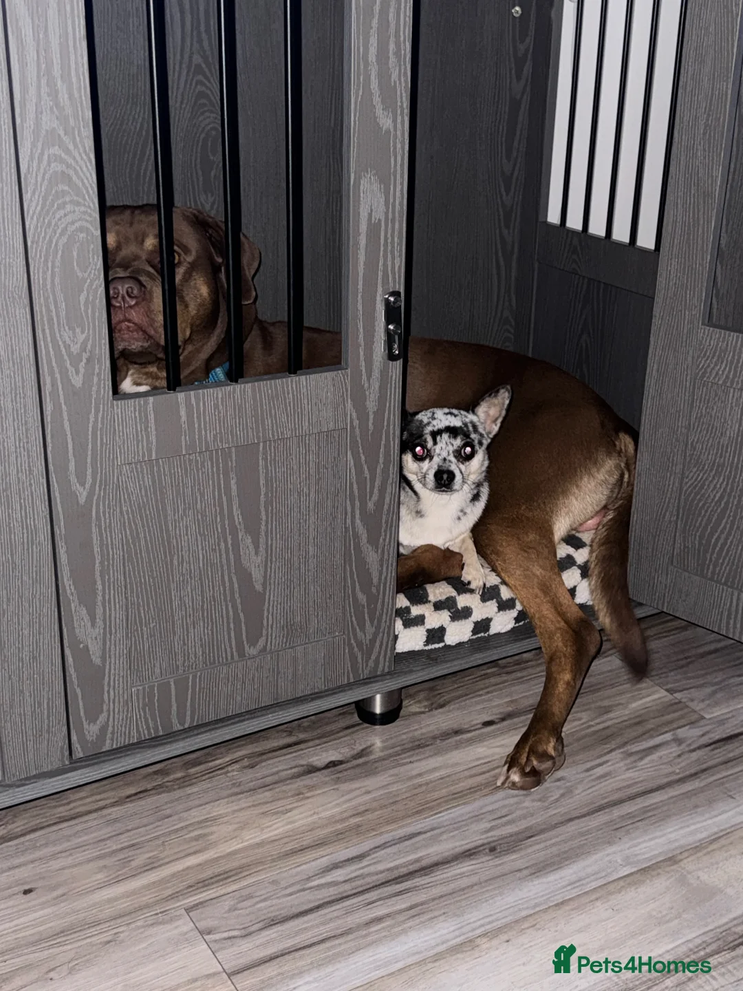 Chihuahua dogs for stud: Proven Chihuahua Stud – Simba (Experienced) - Advert 2