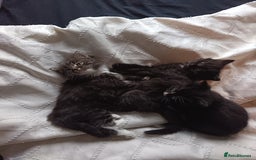 Mixed Breed cats for sale: 4 beautiful kittens - Advert 13