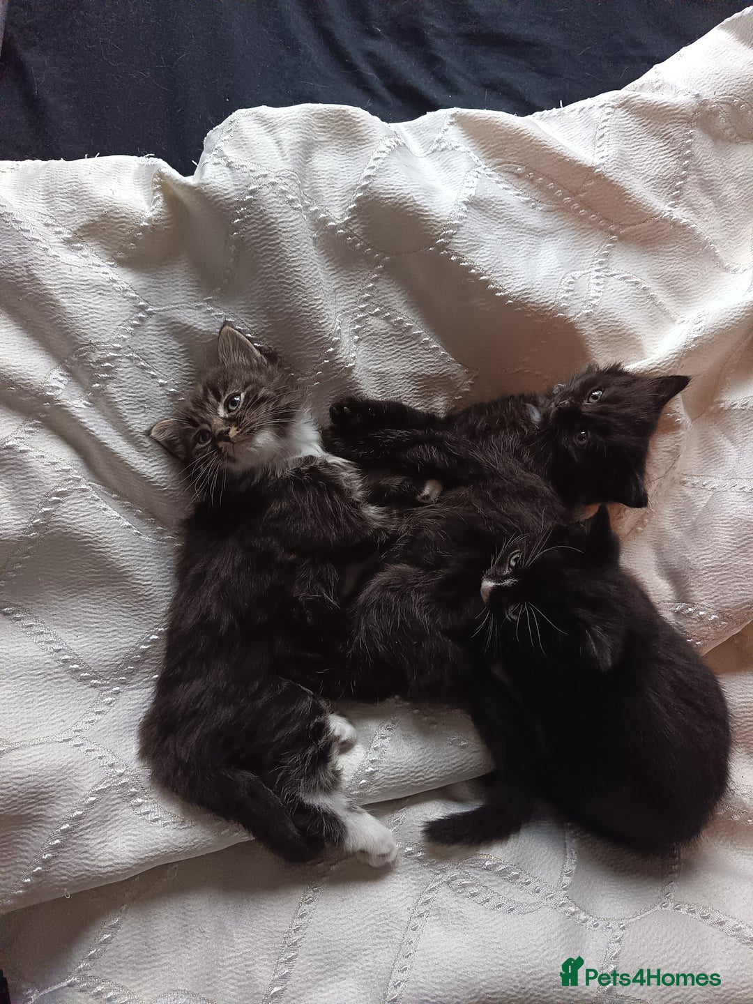 Mixed Breed cats for sale: 4 beautiful kittens - Advert 13