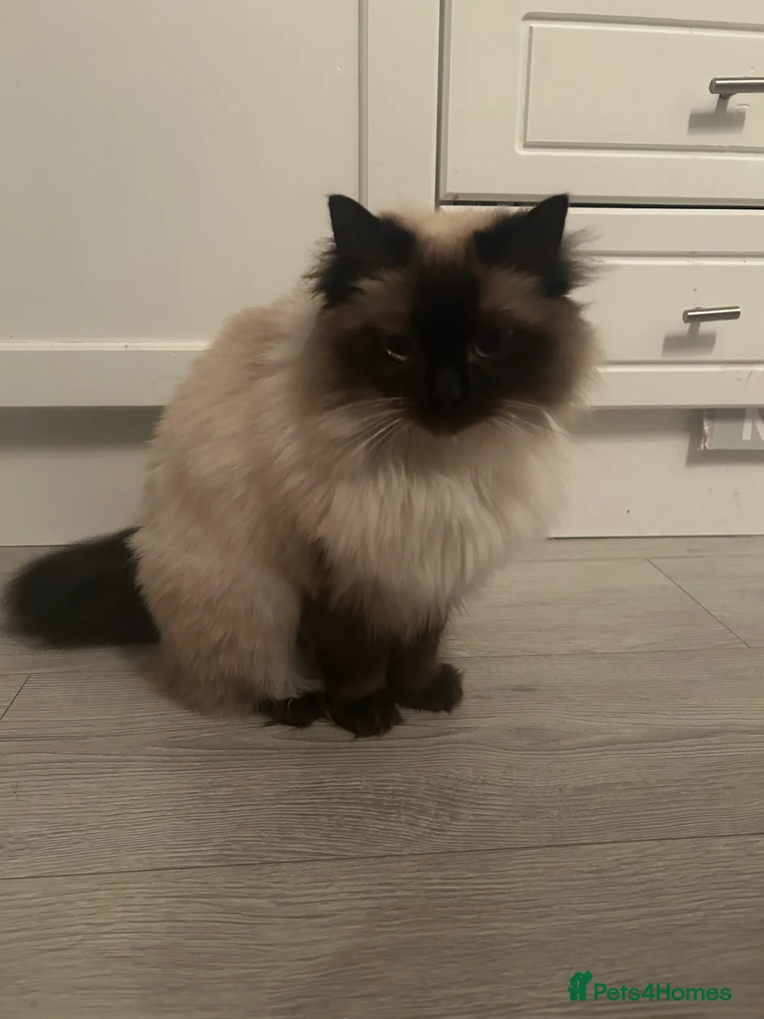 Ragdoll cats for sale: GCCF registered retired female Ragdoll  - Advert 6