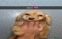 Cockapoo dogs for sale: 4 beautiful Cockapoo puppies  - Image 2