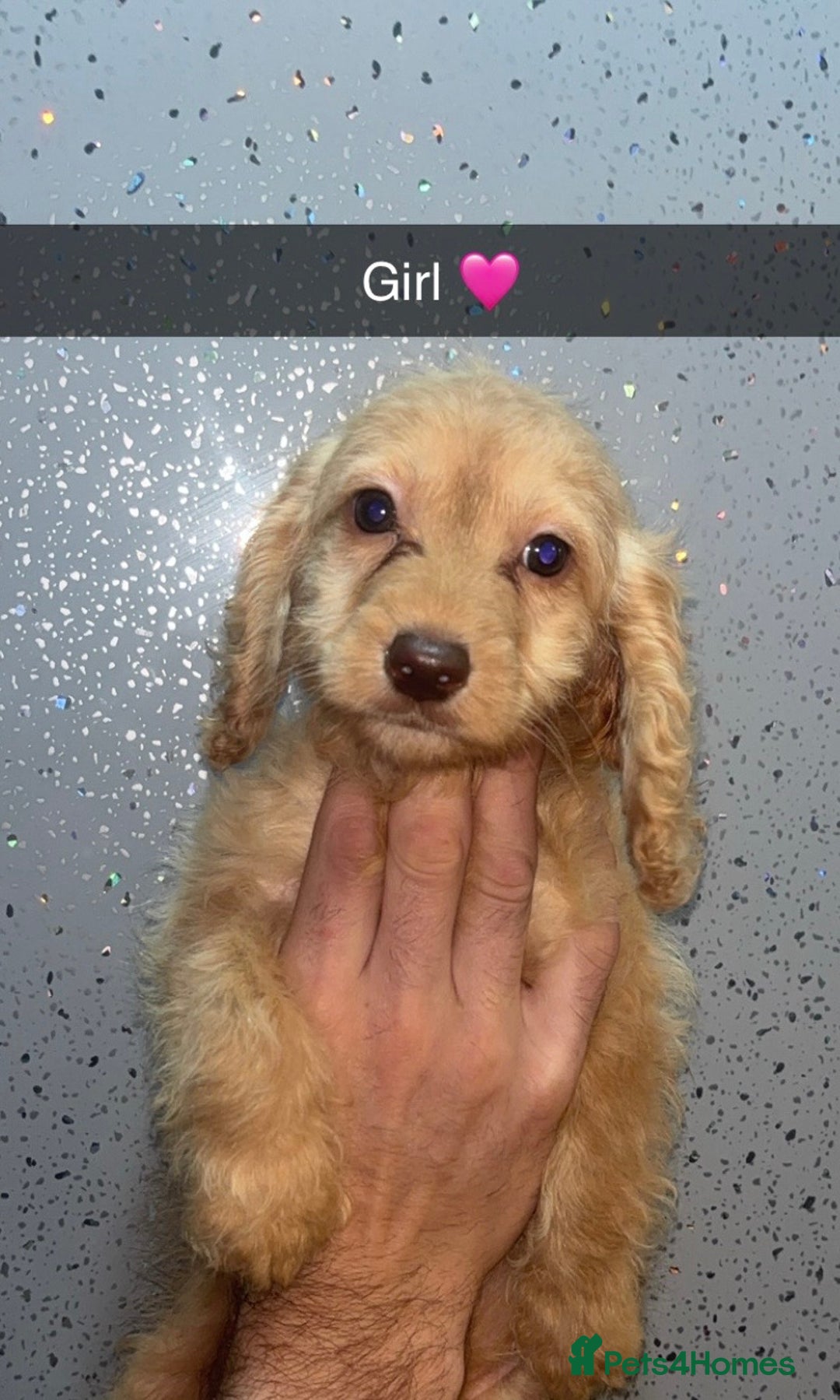 Cockapoo dogs for sale: 4 beautiful Cockapoo puppies  - Image 2