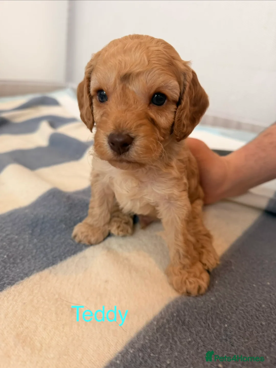 Cockapoo dogs for sale: ✨🐶 Gorgeous cockapoo puppies🐶✨ - Advert 7
