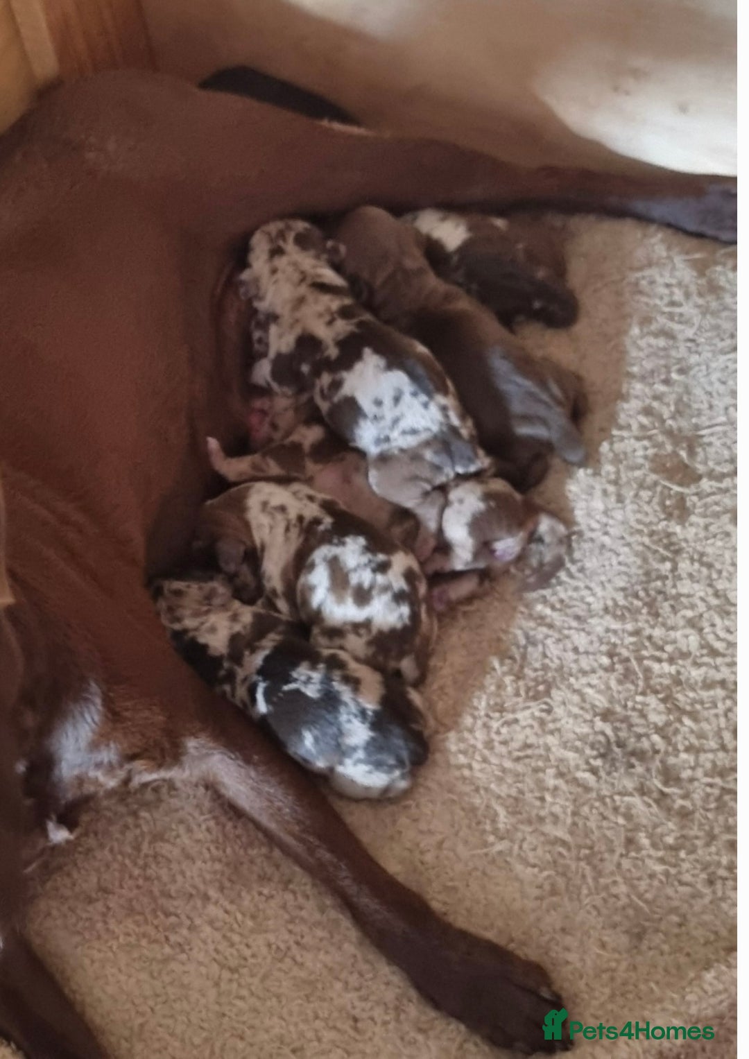 Dachshund dogs for stud: *Stud Only* Isabella Dapple Miniture Dachaund in Doncaster - Image 9