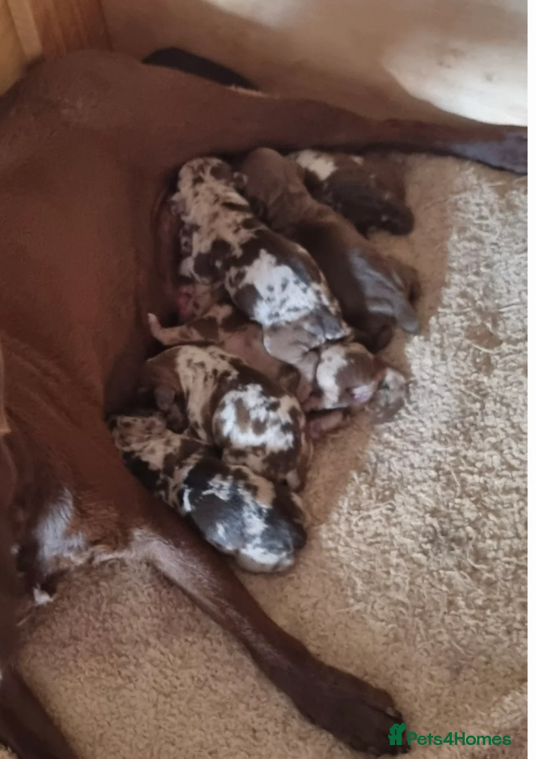 Dachshund dogs for stud: *Stud Only* Isabella Dapple Miniture Dachaund in Doncaster - Advert 10