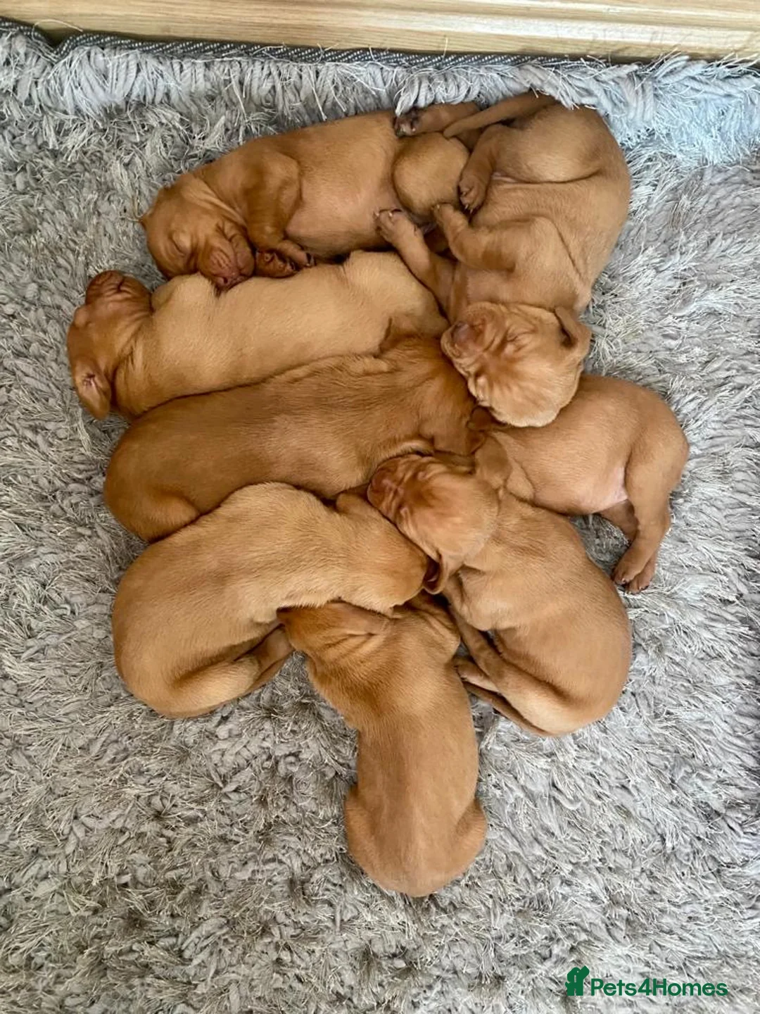 Hungarian Vizsla dogs for stud: Rolo Hungarian Viszla STUD in Treharris - Advert 11