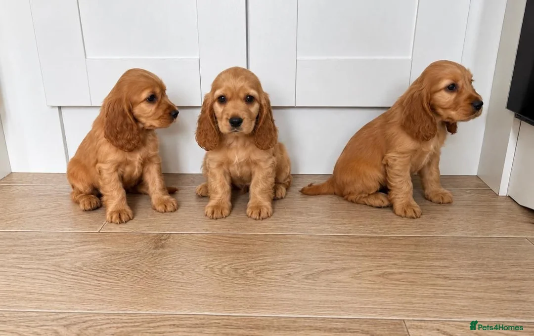 Cocker Spaniel dogs for sale: 3 cocker spaniel puppies  in Kilmarnock - Advert 5