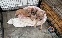 Italian Greyhound dogs for sale:  Beautiful Italian greyhound puppies  - Image 11