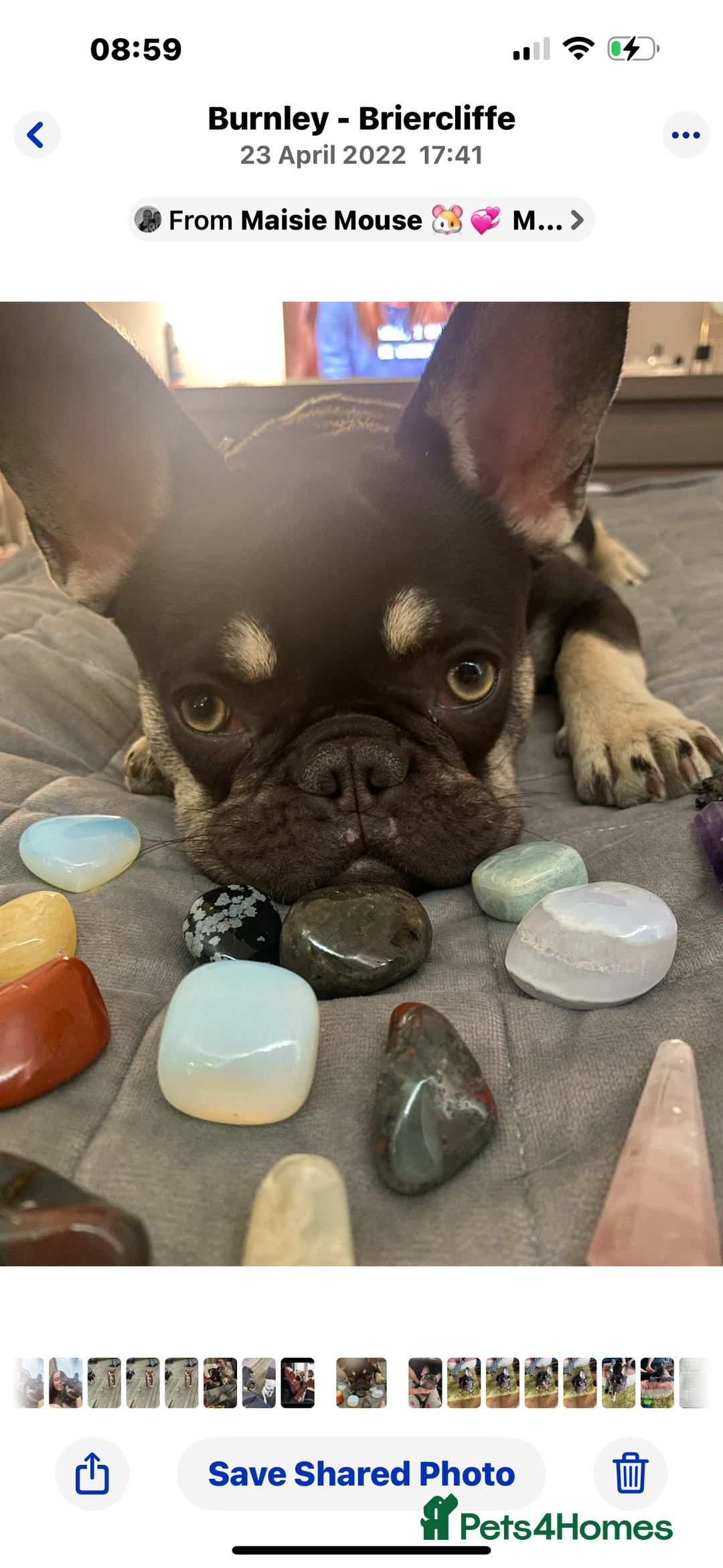 French Bulldog dogs for sale: Loving Home Needed for My French Bulldog  - Advert 3