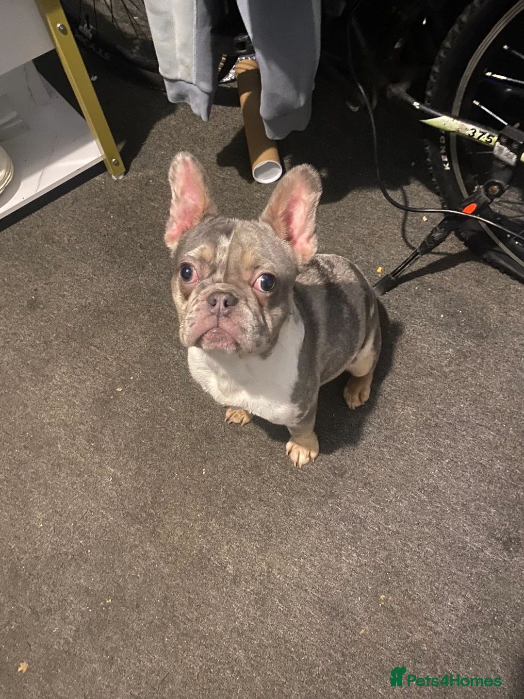 French Bulldog dogs for sale: french bulldog  - Advert 1