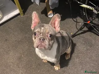 French Bulldog dogs french bulldog - Advert 12