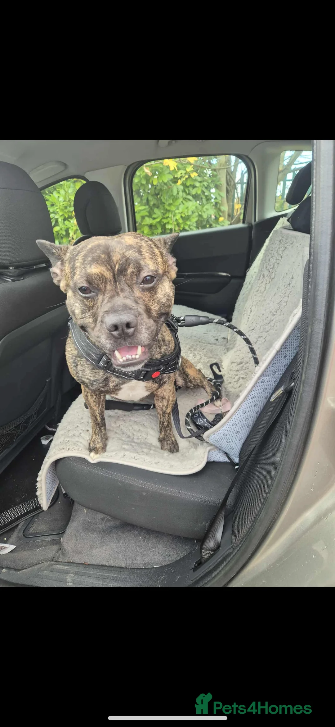 Mixed Breed dogs for sale: Staff x French bull dog looking for forever home - Advert 1