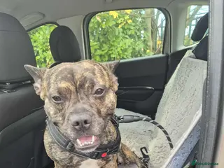 Mixed Breed dogs Staff x French bull dog looking for forever home - Advert 13