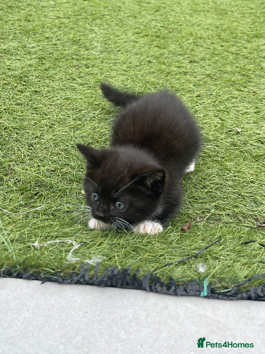 Mixed Breed cats for sale: Pure british shorthair Mother kittens - Advert 24
