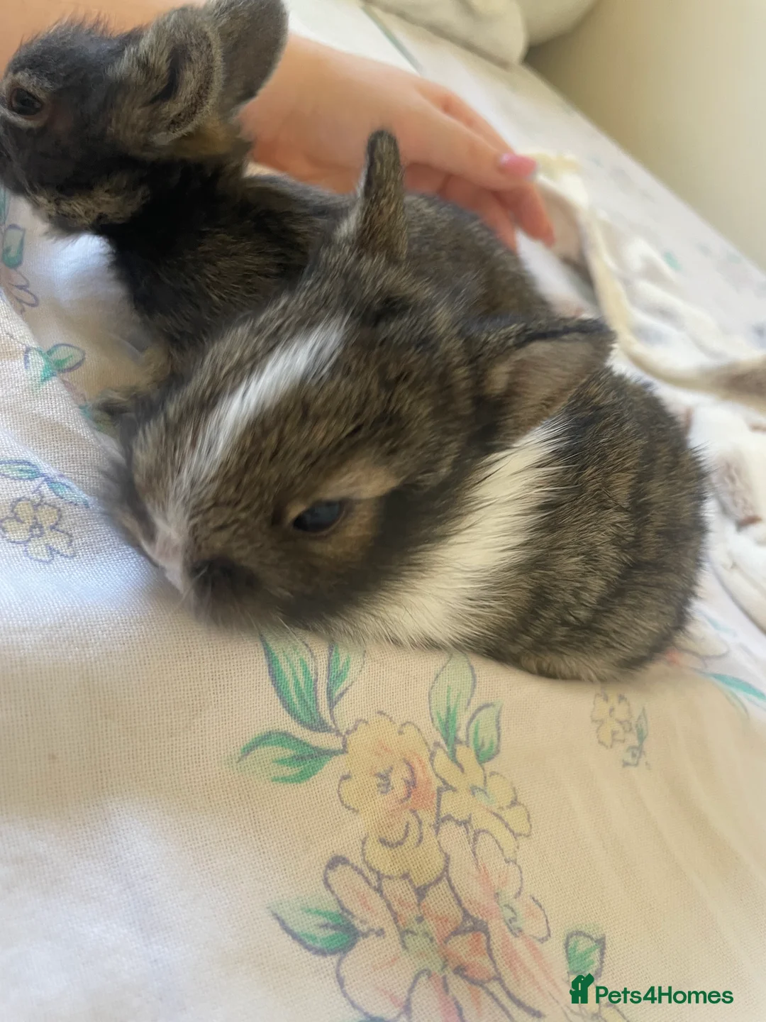 Lionhead rabbits for sale: 2 brown and black/white lion head bunnies. - Advert 3