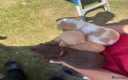 Cocker Spaniel dogs for sale: Show Cocker Spaniels 🐶🐾 in Maidstone - Image 7