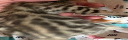 Bengal cats for sale: Stunning Tica reg Bengal kittens  - Advert 11