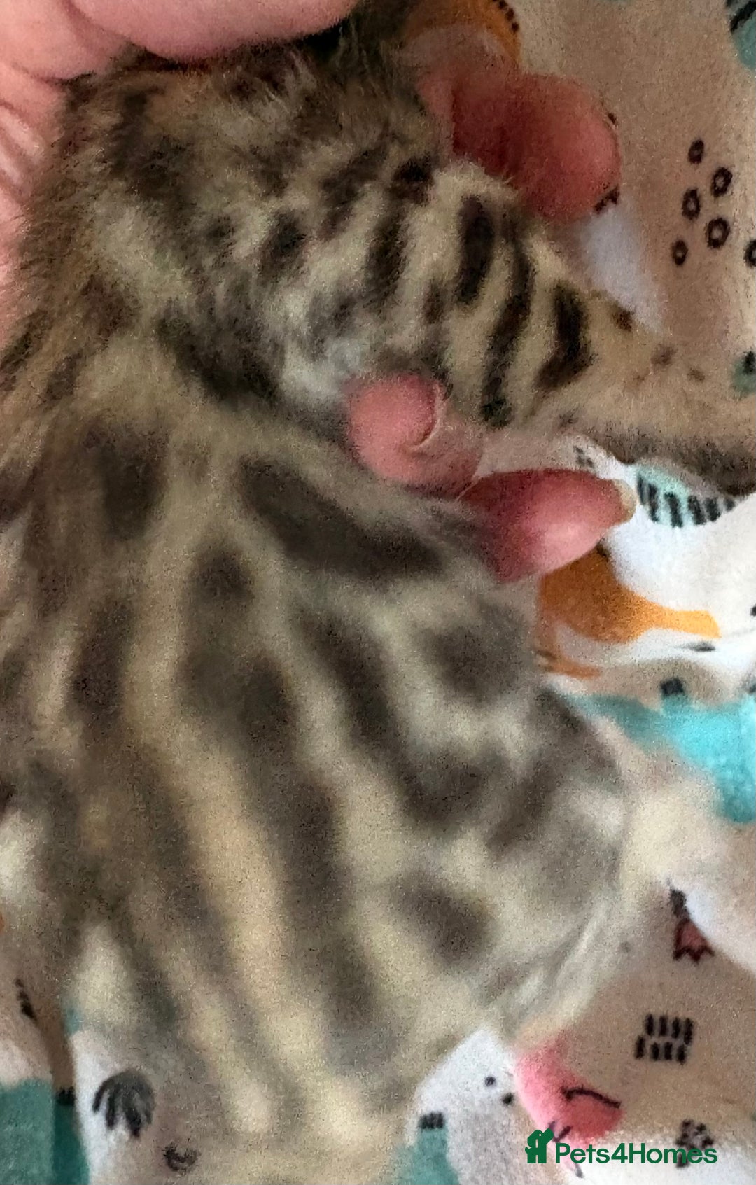 Bengal cats for sale: Stunning Tica reg Bengal kittens  - Advert 11