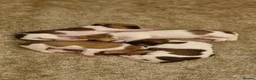 Jack Russell dogs for sale: Stunning Jack Russell puppies for sale - Advert 7