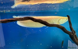 Cichlids fish for sale: Albino Arowana - Image 17