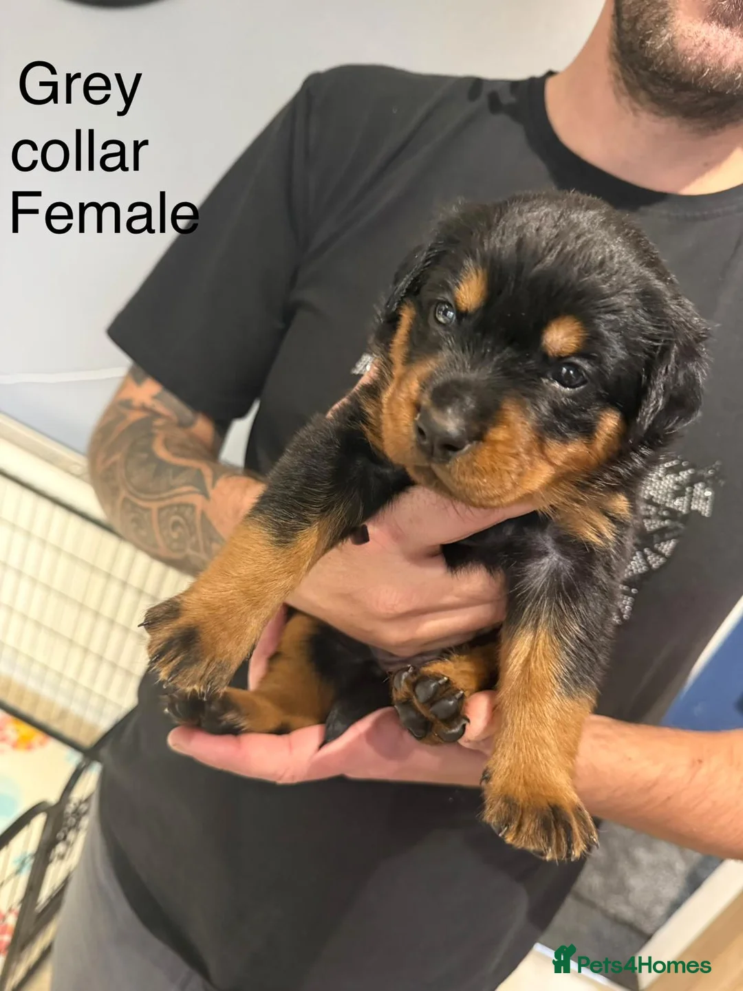 Rottweiler dogs for sale: Chunky Rottweiler Puppies - 6 girls 3 boys  - Advert 7