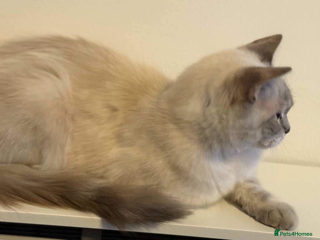 Ragdoll cats for sale: Stunning Seal Point Lynx Ragdoll For Sale. - Image 9