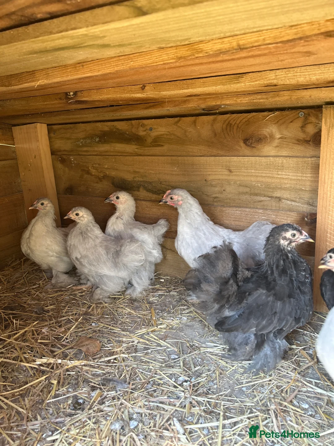 Chickens poultry for sale: Point of lay and and peekin chicks  - Advert 2