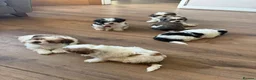 Shih Tzu dogs for sale: Shih tzu puppies ready for their forever home  - Advert 4