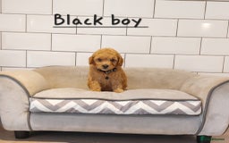 Cavachon dogs for sale: Cavapoochon puppies 🥰 - Image 2