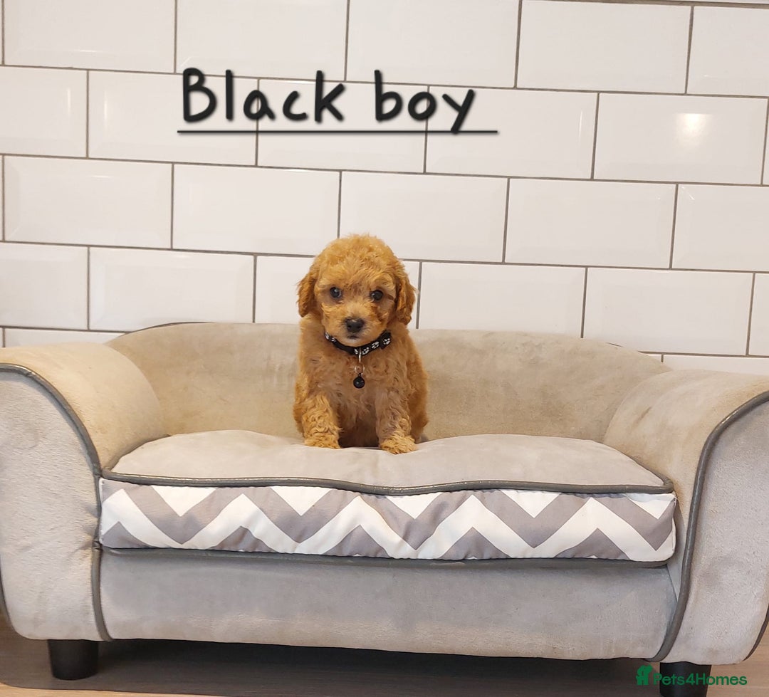 Cavachon dogs for sale: Cavapoochon puppies 🥰 - Image 2