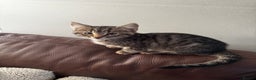 Mixed Breed cats for sale: Male tabby kitten  - Advert 6