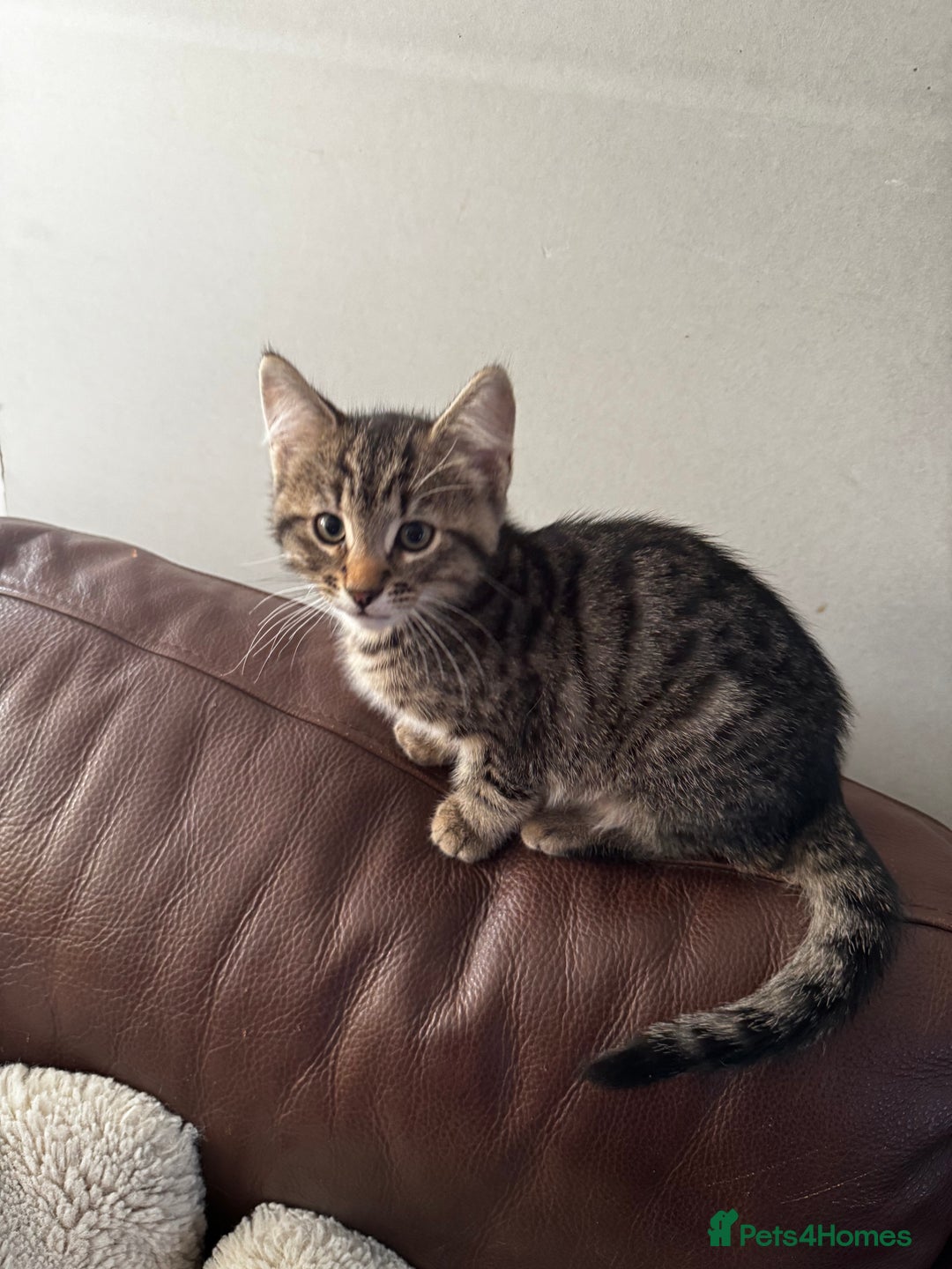 Mixed Breed cats for sale: Male tabby kitten  - Advert 6