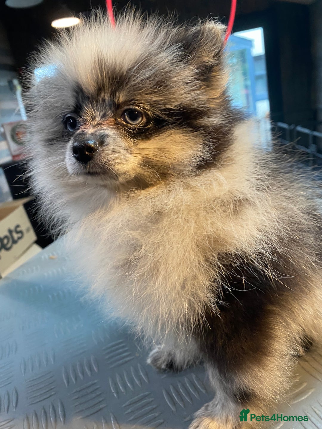 Pomeranian dogs for sale: Super cute sassy poms - Advert 7