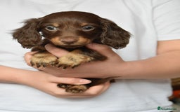 Dachshund dogs for sale: true miniature dachshund puppies ready now  - Image 14