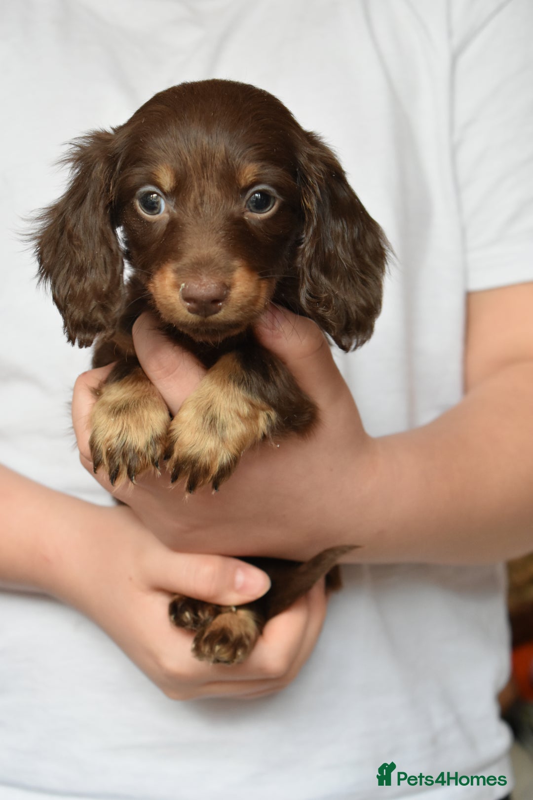 Dachshund dogs for sale: true miniature dachshund puppies ready now  - Image 14