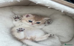 British Shorthair cats for sale: British Shorthair Golden kitten GCCF - Image 40