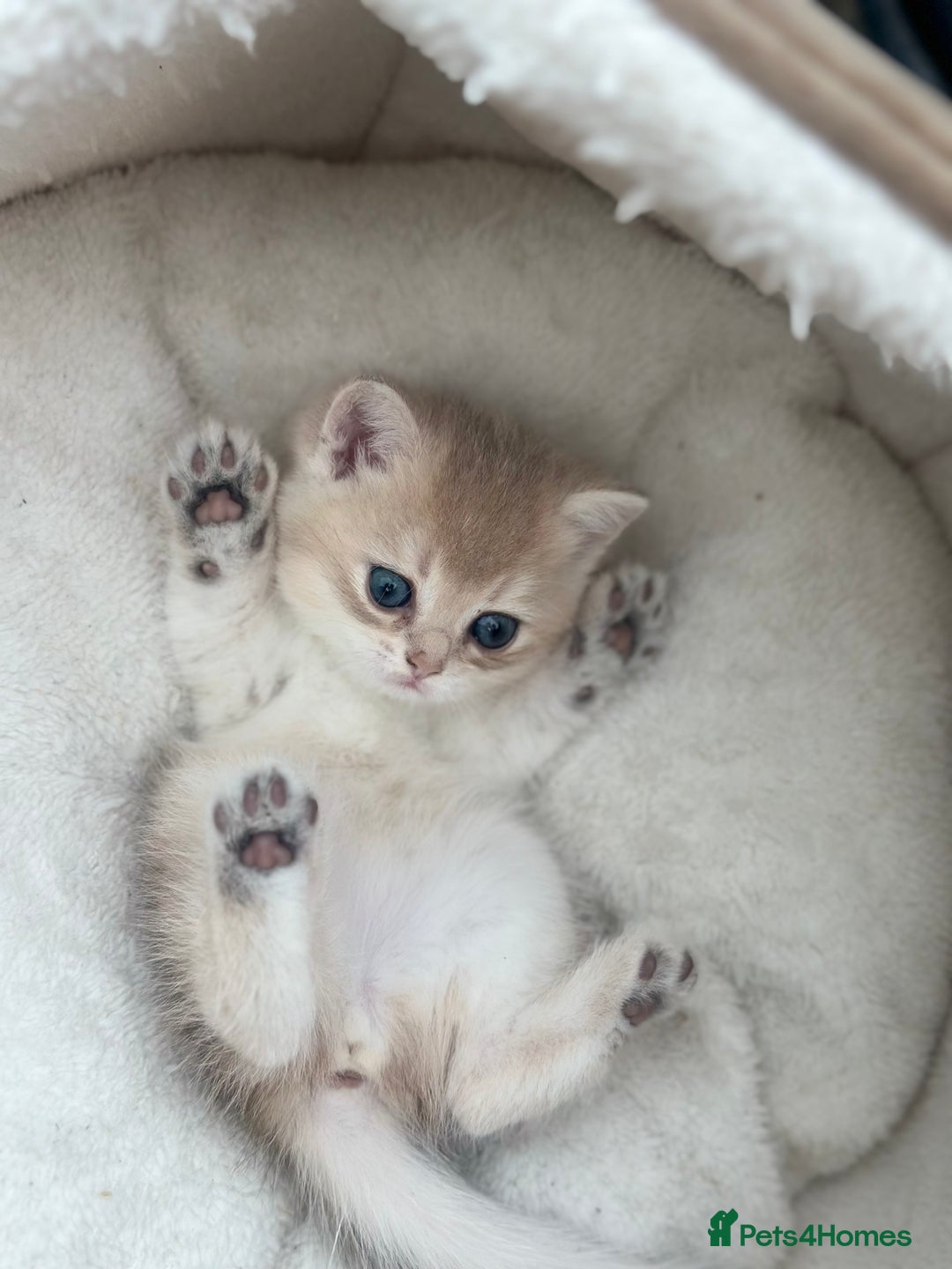 British Shorthair cats for sale: British Shorthair Golden kitten GCCF - Image 40