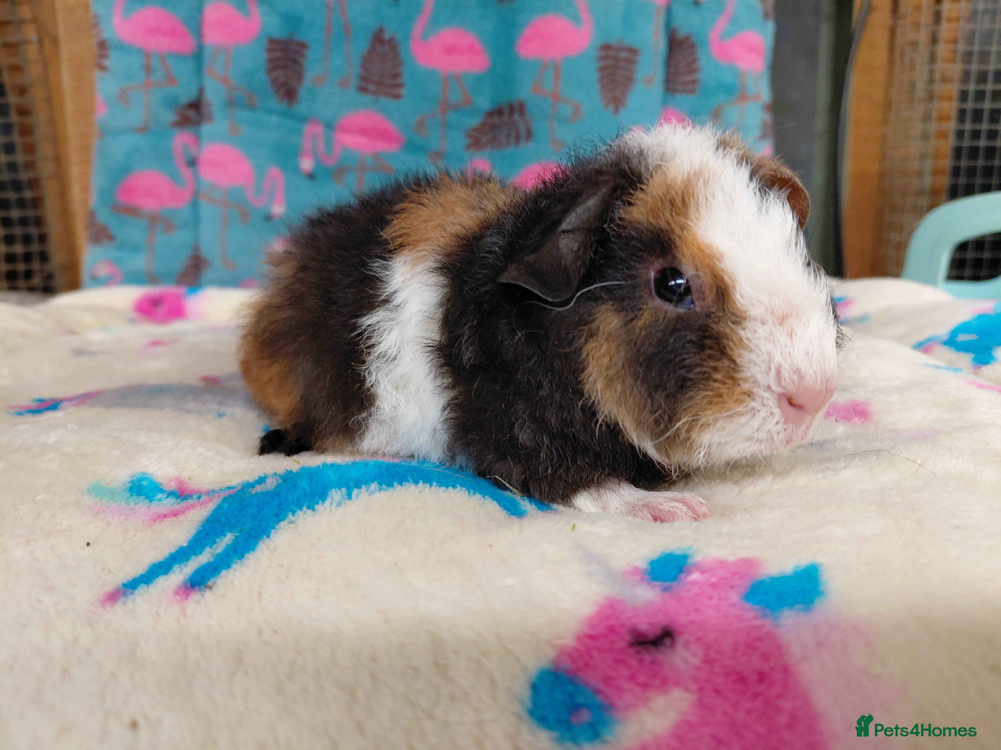 Guinea Pig rodents Baby Longhaired Boars /Merino/ Teddy/Goldens  - Advert 18