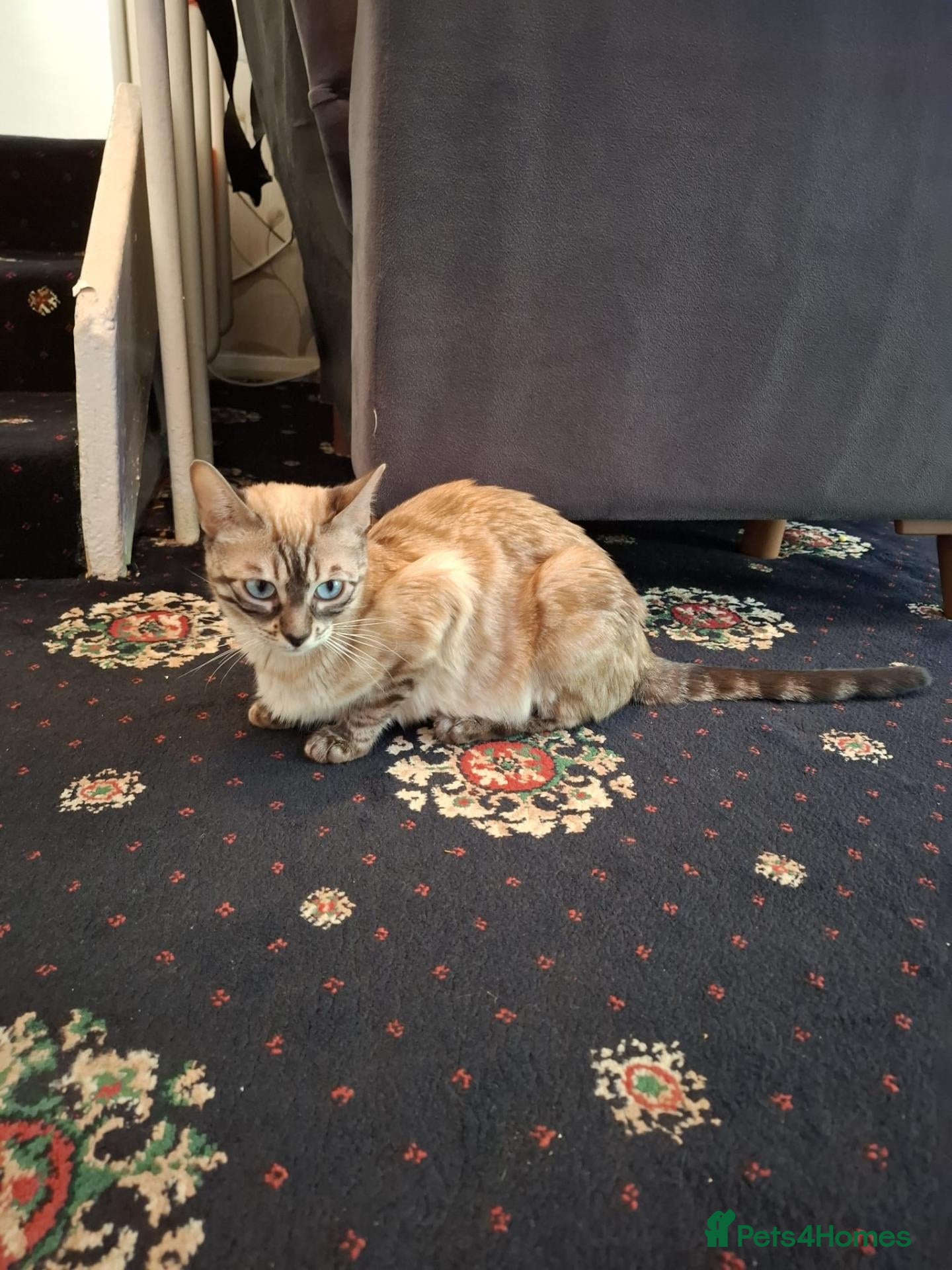 Mixed Breed cats Mixed Bengal Kittens - Advert 3