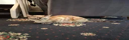 Mixed Breed cats for sale: Mixed Bengal Kittens in Pinner - Advert 1