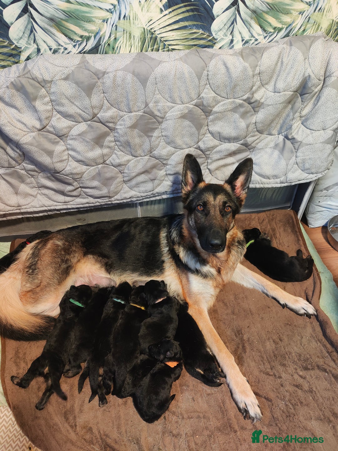 German Shepherd dogs for sale: German shepard puppies for sale - Image 1